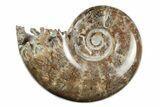 Polished, Sutured Ammonite (Argonauticeras) Fossil - Madagascar #246218-1